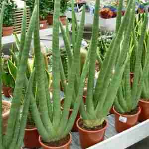 Seedlings India Sansevieria Cylindrica