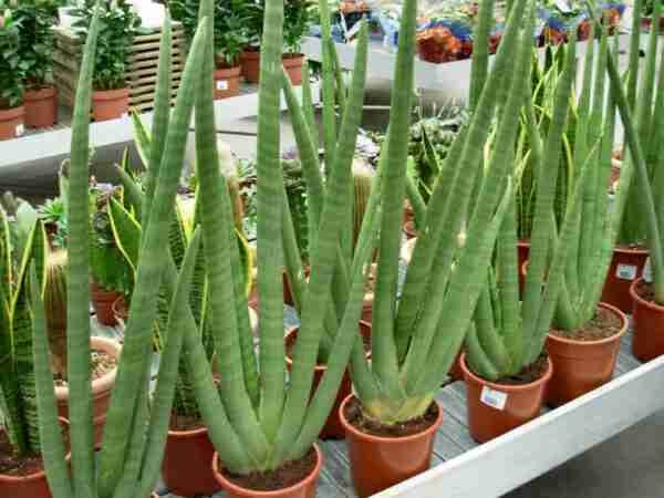 Seedlings India Sansevieria Cylindrica