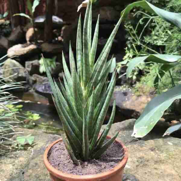 sansevieria francisii