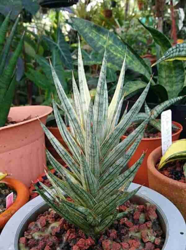 Seedlings India Sansevieria Francisii Variegated