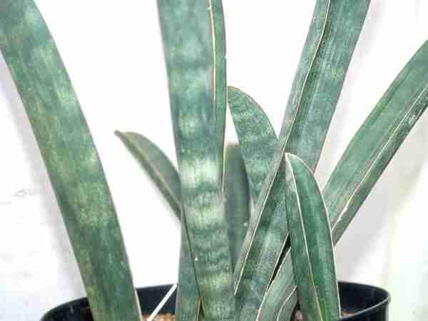 Seedlings India Sansevieria Hallii