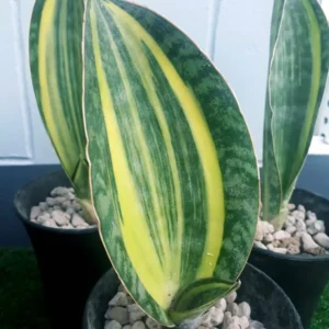 Seedlings India Sansevieria Masoniana