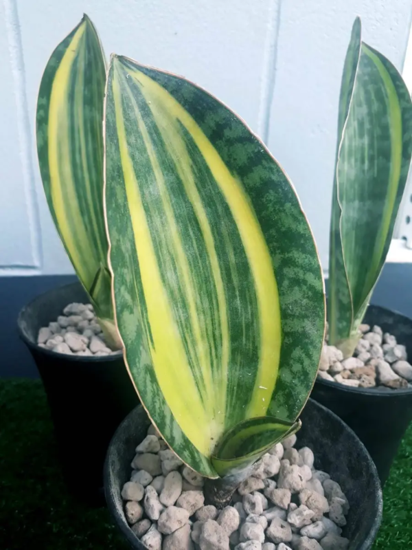 Seedlings India Sansevieria Masoniana