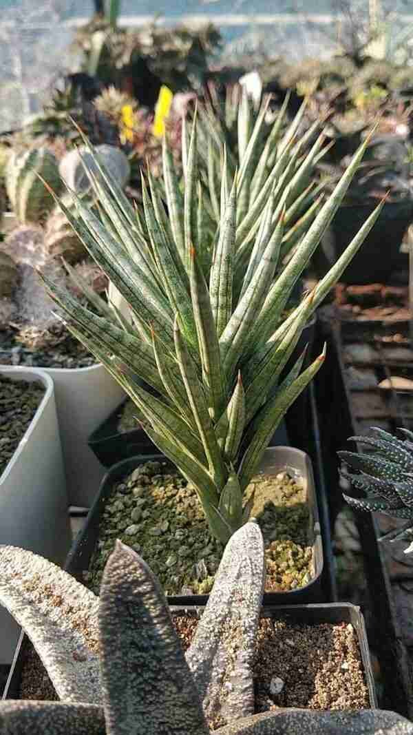 sansevieria francisii