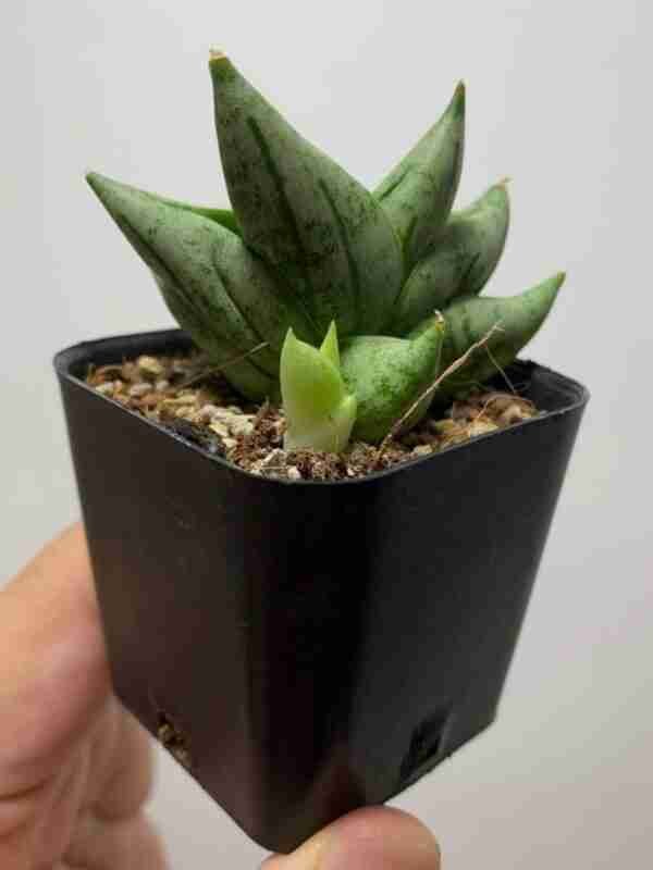 Seedlings India Sansevieria Boncel mini