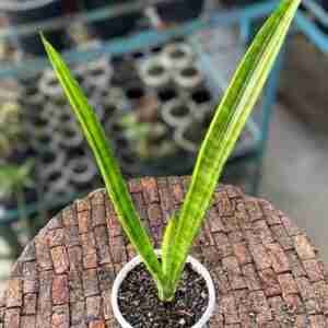 Sansevieria Sulcata