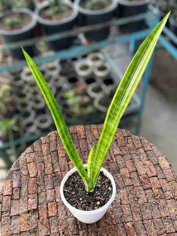 Sansevieria Sulcata