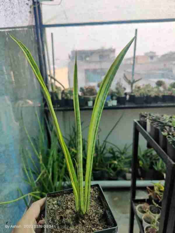 Sansevieria Sulcata