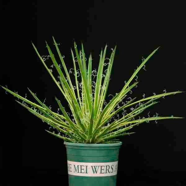 Agave leopoldi variegated cv Hammertime Specimen