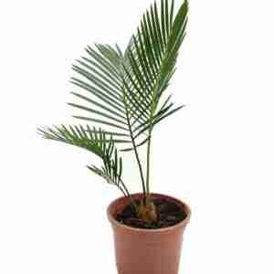 Sago Palm Cycas Revoluta