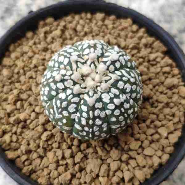 Astrophytum Asteria V Pattern exotic Plant
