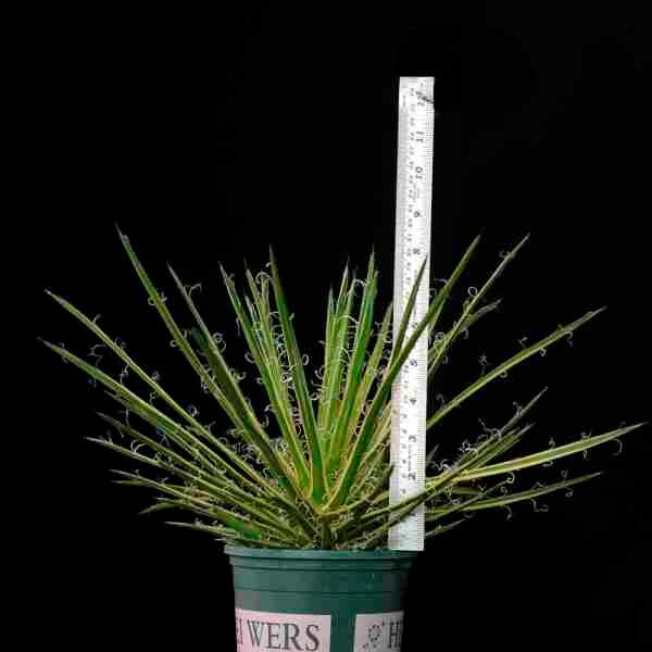 Agave leopoldi variegated cv Hammertime Specimen