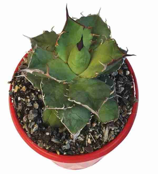 Agave Titanota
