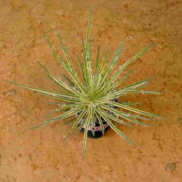 Agave leopoldi variegated cv Hammertime Specimen