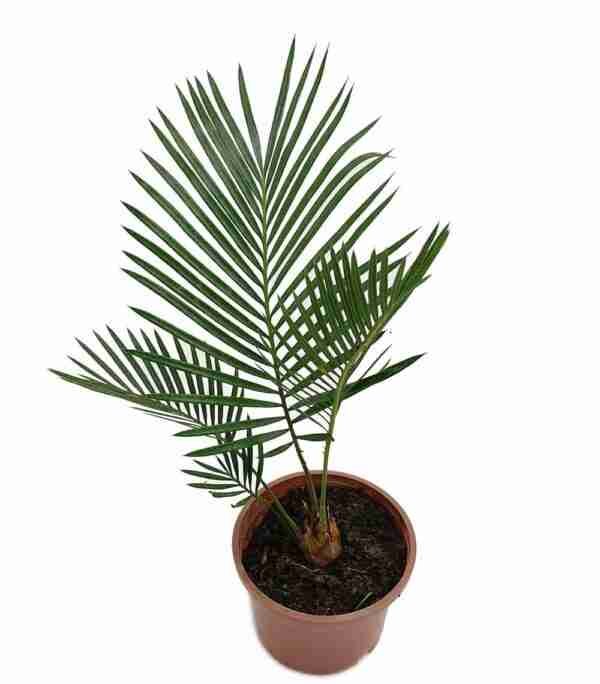 Sago Palm Cycas Revoluta