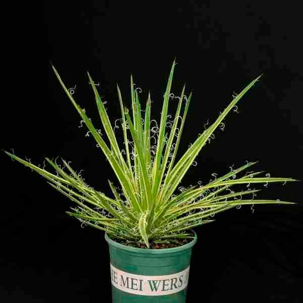 Agave leopoldi variegated cv Hammertime Specimen