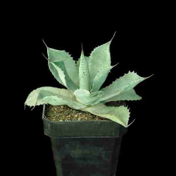 Agave Potatorum Confederate Rose