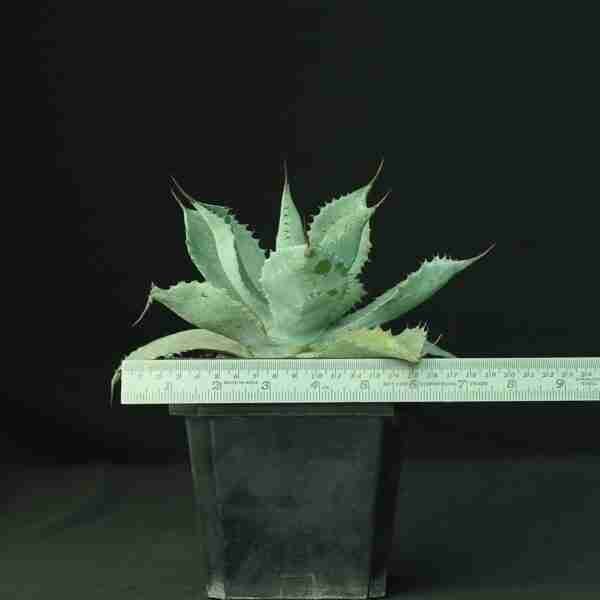 Agave Potatorum Confederate Rose
