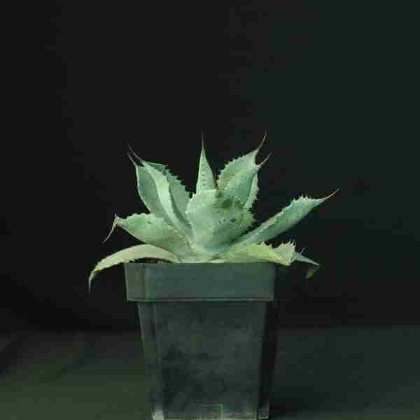 Agave Potatorum Confederate Rose - Image 3