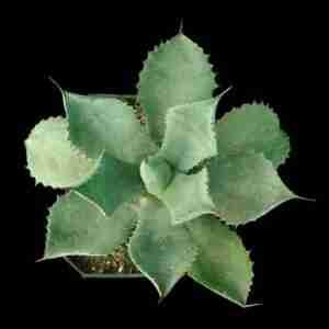Agave Potatorum Confederate Rose