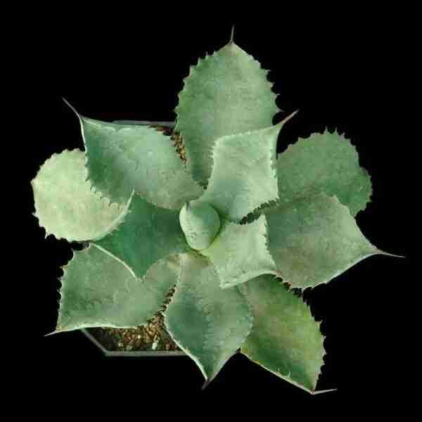 Agave Potatorum Confederate Rose