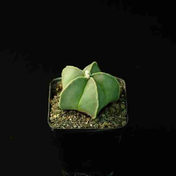 Astrophytum myriostigma nudum