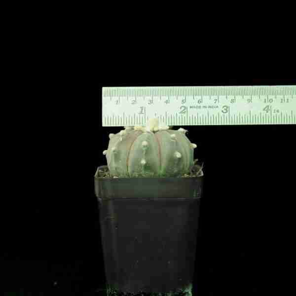 Astrophytum asterias Ooibo black/purple