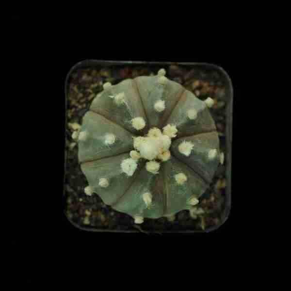 Astrophytum asterias Ooibo black/purple