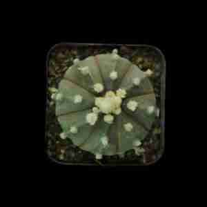 Astrophytum asterias Ooibo black/purple