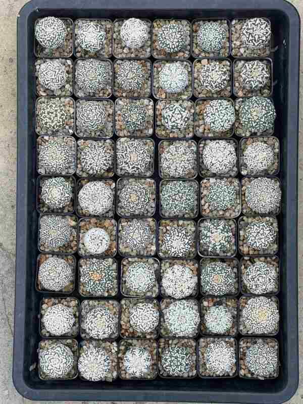 Astrophytum Asteria V Pattern exotic Plant