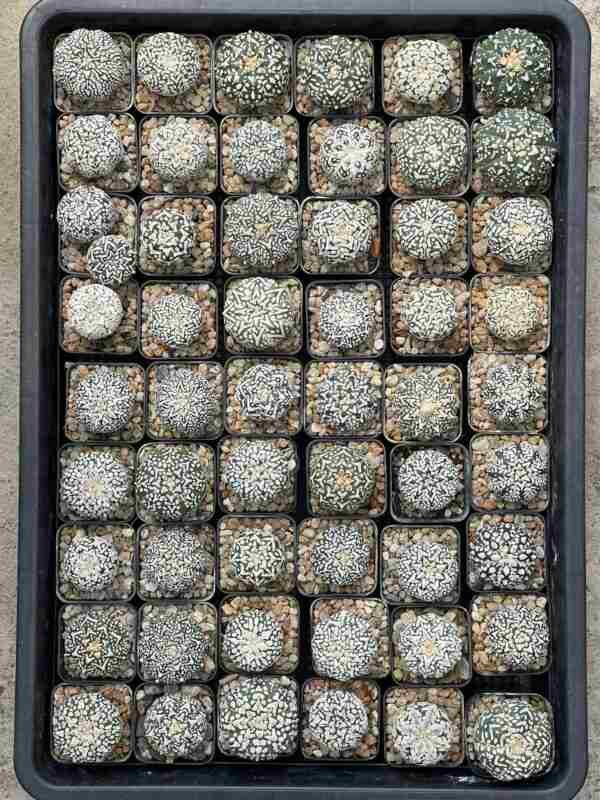 Astrophytum Asteria V Pattern exotic Plant