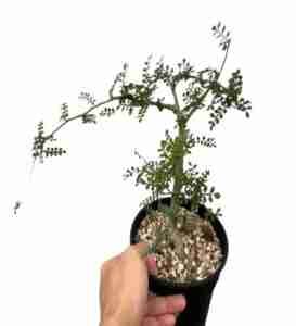 Home Operculicarya decaryii