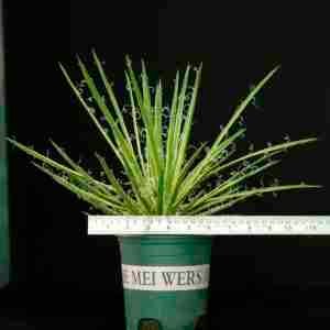 Agave leopoldii variegated cv Hammertime Specimen
