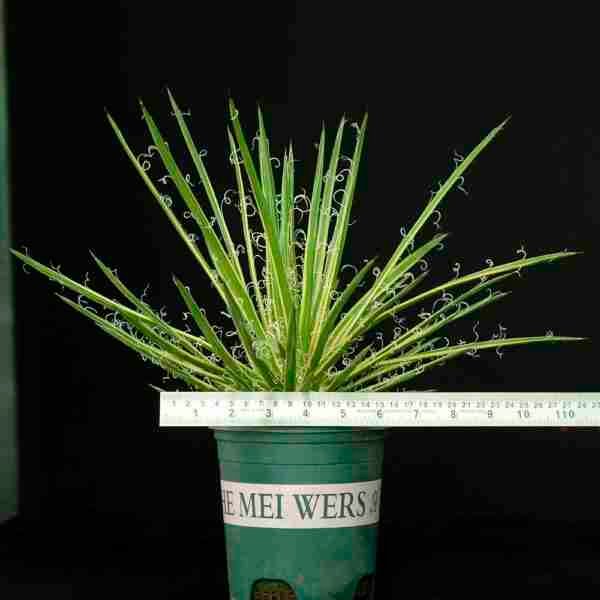 Agave leopoldii variegated cv Hammertime Specimen