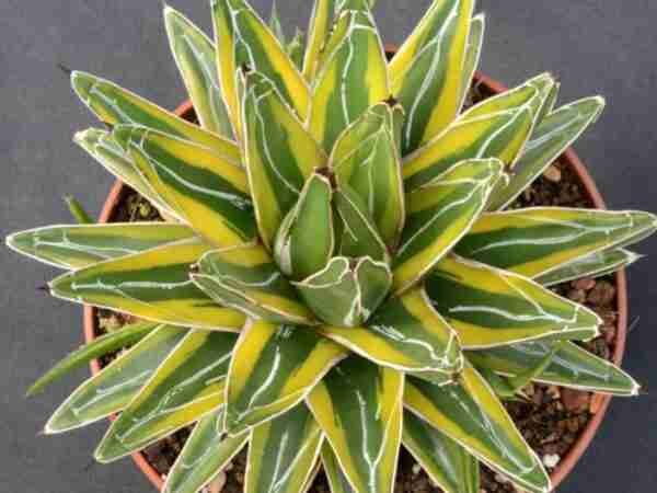 Agave Victoriae Reginae