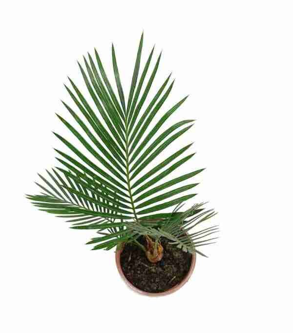 Sago Palm Cycas Revoluta