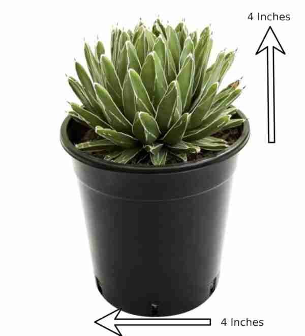 Agave Victoriae Reginae