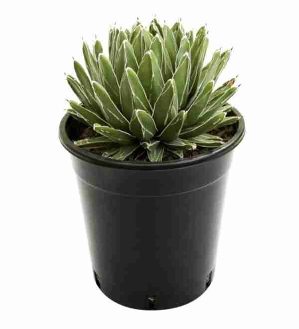 Agave Victoriae Reginae