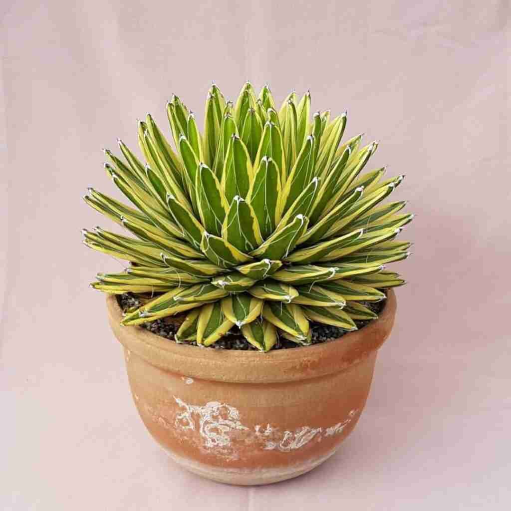 Agave Victoriae Reginae : Buy Agave Online