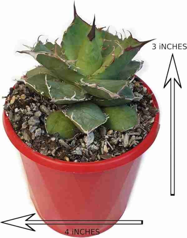 Agave Titanota