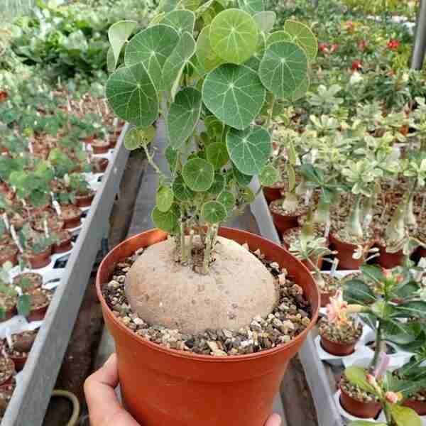 Stephania Erecta