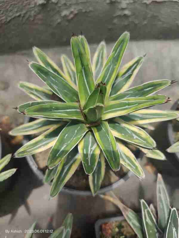 Agave Victoriae Reginae