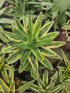 Agave Victoriae Reginae