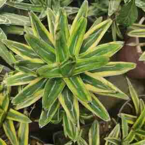 Agave Victoriae Reginae