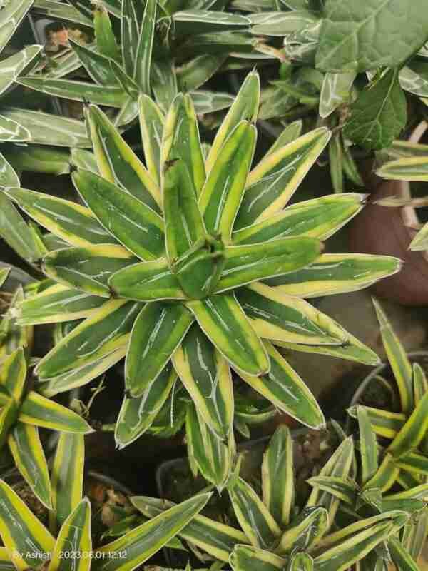 Agave Victoriae Reginae