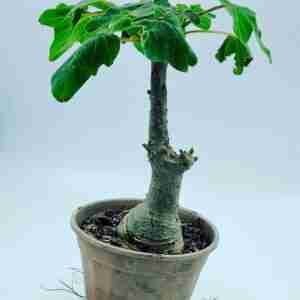 Uncarina Grandidieri