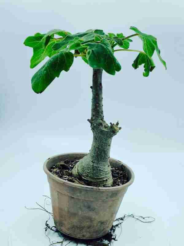 Uncarina Grandidieri