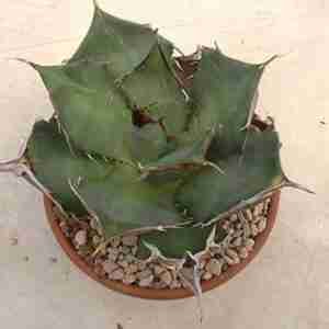 Agave Titanota