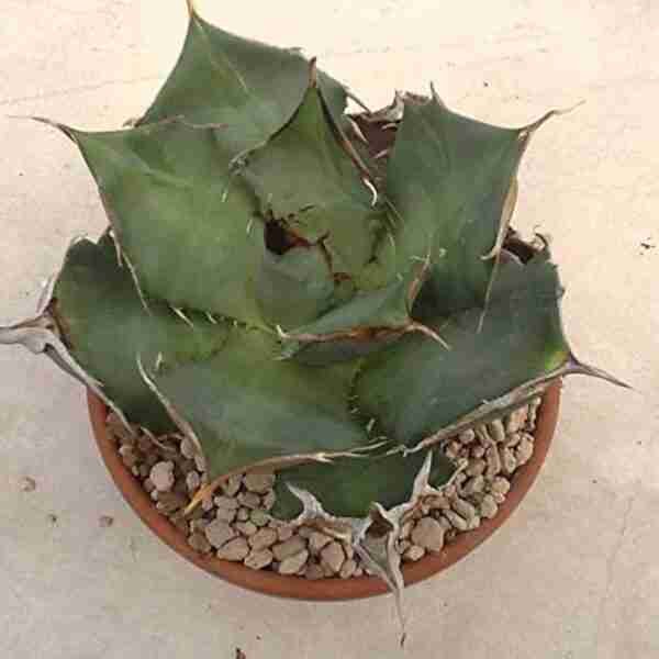 Agave Titanota