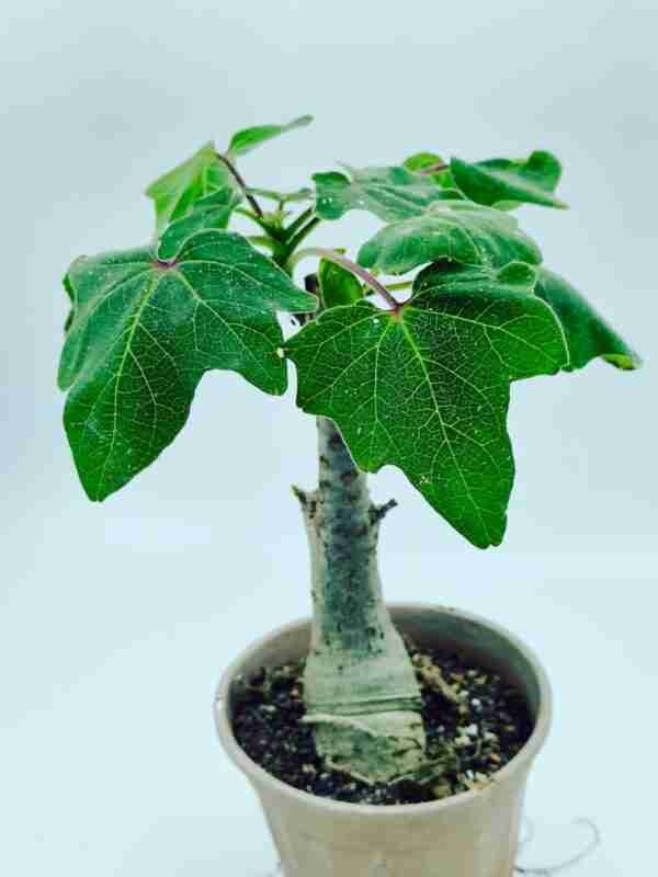 Uncarina Grandidieri